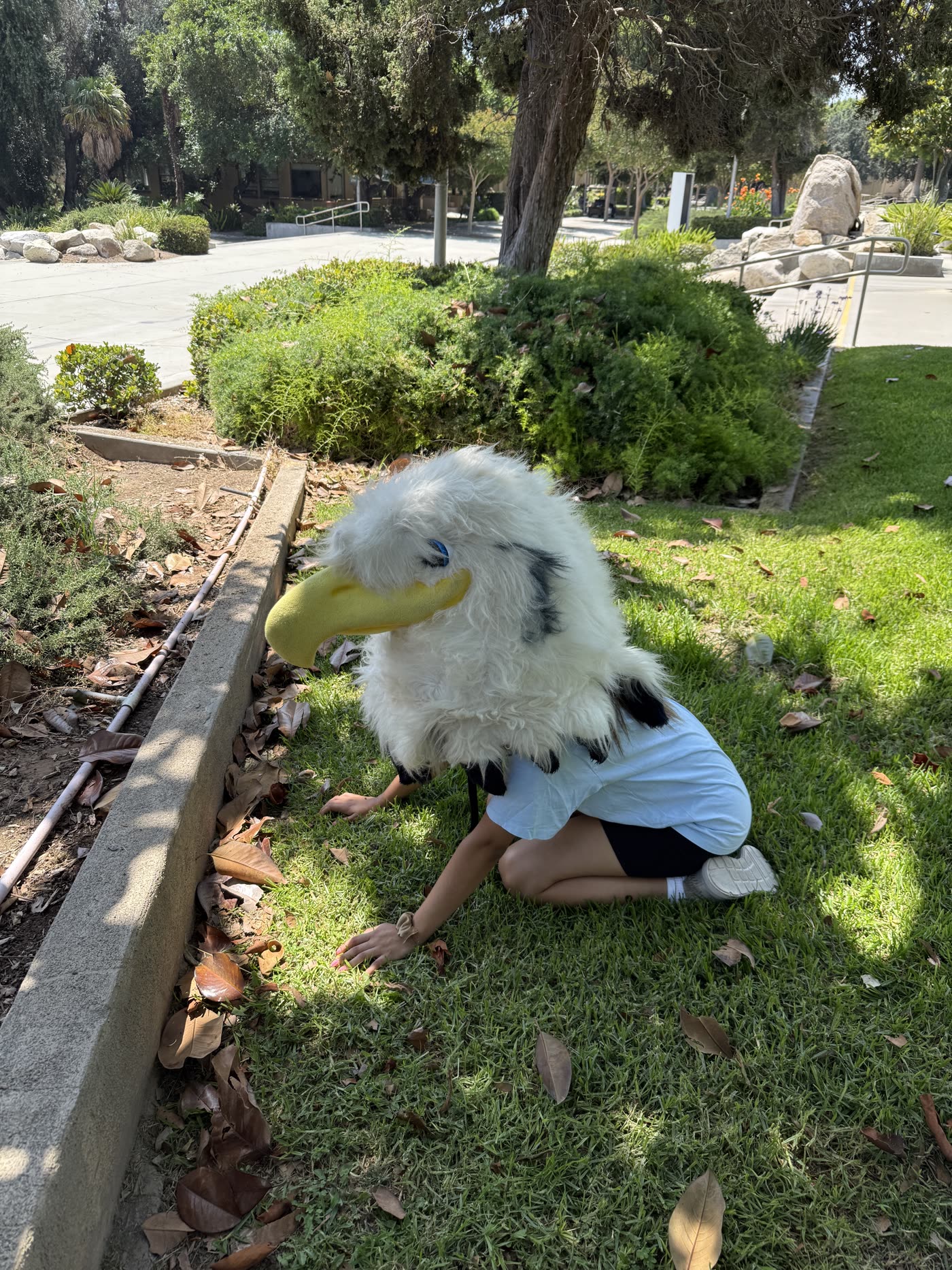 The eagle mascot crouched in a hedge beside a path.