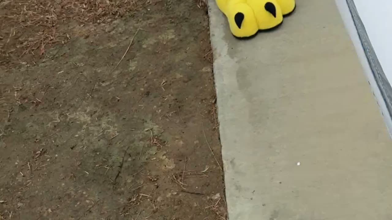 Crew laying out the banner along a campus path, mascot standing on it.